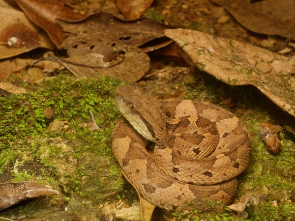 Central American Jumping Pit Viper (Metlapilcoatlus mexicanus)