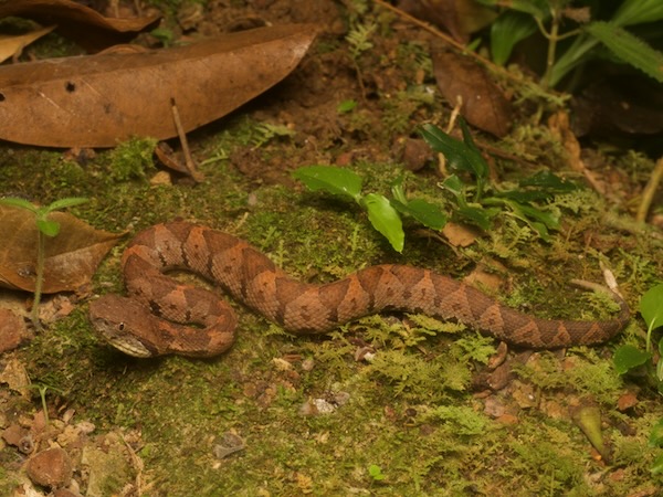 Central American Jumping Pit Viper (Metlapilcoatlus mexicanus)