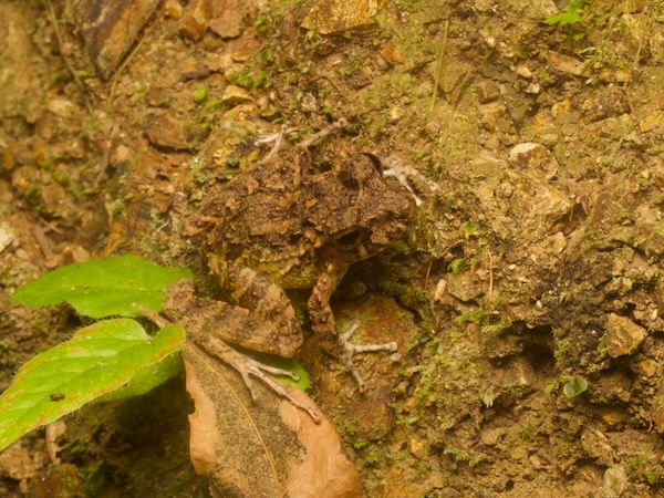 no known English name (Craugastor campbelli)