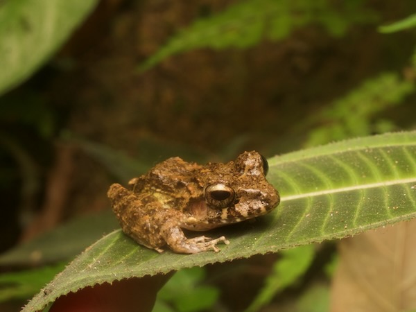 no known English name (Craugastor campbelli)