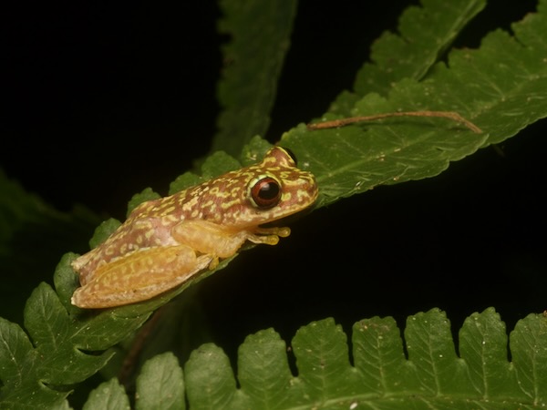 Copan Brook Frog (Duellmanohyla soralia)