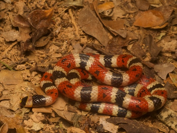 Variable Coral Snake (Micrurus diastema)
