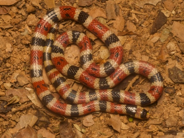 Variable Coral Snake (Micrurus diastema)