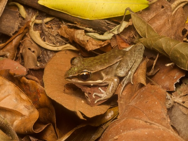Highland Frog (Lithobates maculatus)