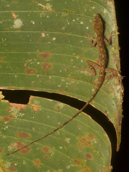 Rodriguez’s Anole (Anolis rodriguezii)