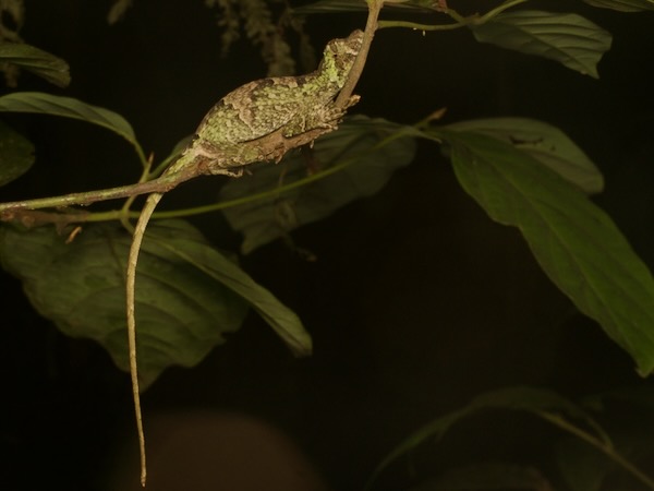 Big-headed Anole (Anolis capito)