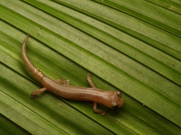 Conant’s Mushroomtongue Salamander (Bolitoglossa conanti)
