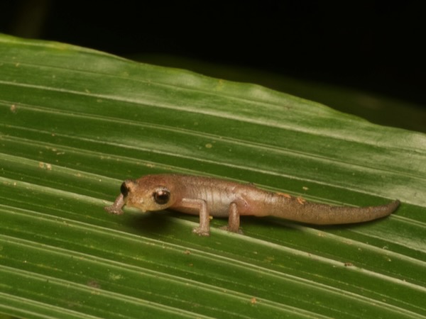Conant’s Mushroomtongue Salamander (Bolitoglossa conanti)