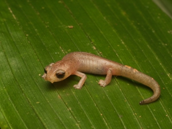 Conant’s Mushroomtongue Salamander (Bolitoglossa conanti)