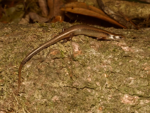 Striped Litter Skink (Scincella cherriei)