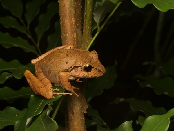 Espíritu Santo Streamside Frog (Craugastor charadra)