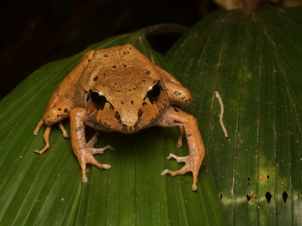 Espíritu Santo Streamside Frog (Craugastor charadra)