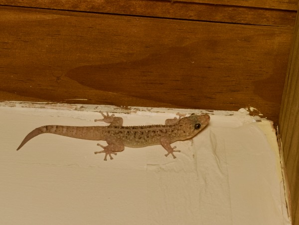 Yellow-bellied Gecko (Phyllodactylus tuberculosus)