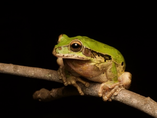 Common Mexican Tree Frog (Smilisca baudinii)