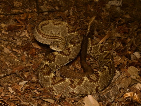 Central American Rattlesnake (Crotalus simus)