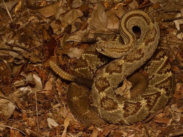 Central American Rattlesnake (Crotalus simus)