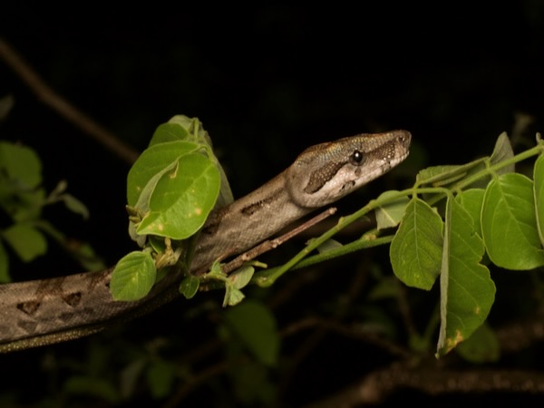Central American Boa (Boa imperator)