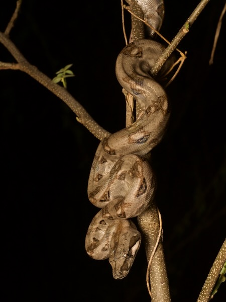 Central American Boa (Boa imperator)