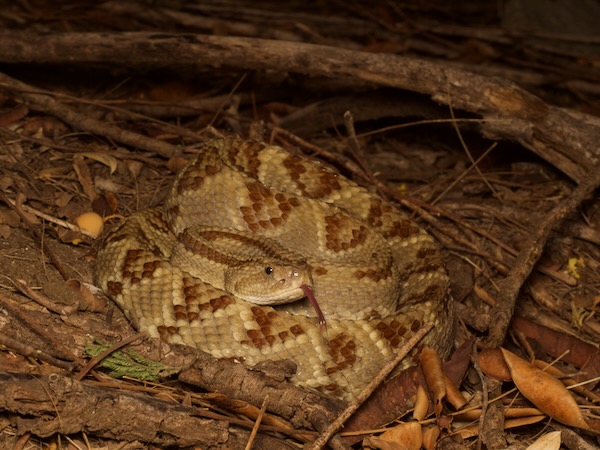 Central American Rattlesnake (Crotalus simus)