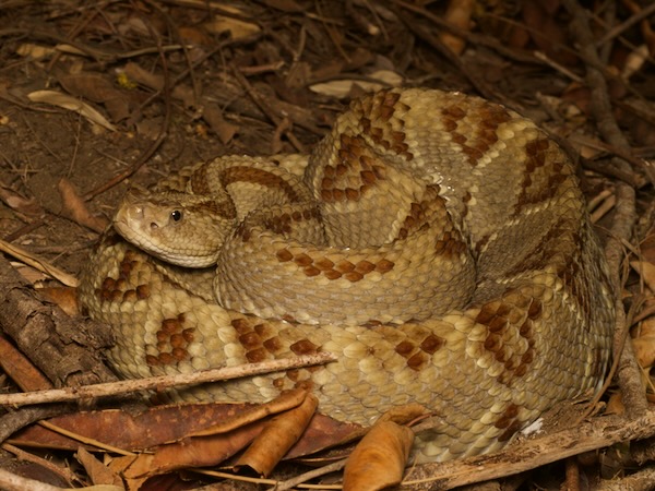 Central American Rattlesnake (Crotalus simus)