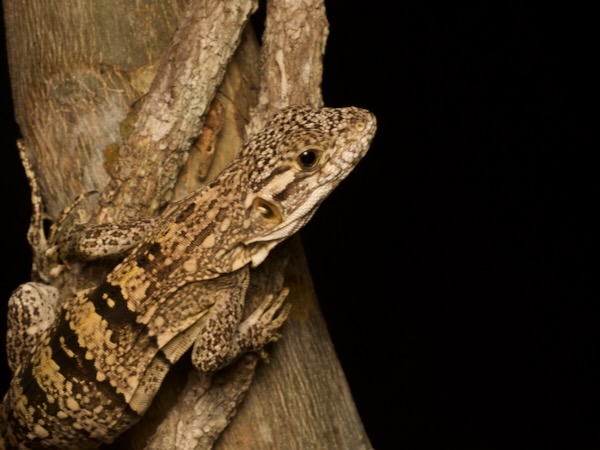 Guatemalan Spiny-tailed Iguana (Ctenosaura palearis)