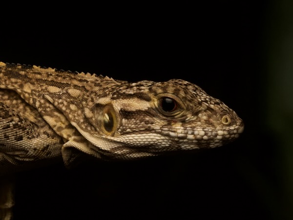 Guatemalan Spiny-tailed Iguana (Ctenosaura palearis)