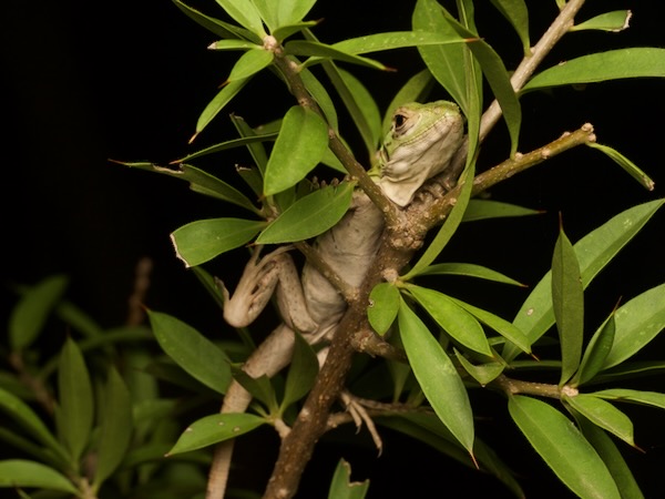 Guatemalan Spiny-tailed Iguana (Ctenosaura palearis)