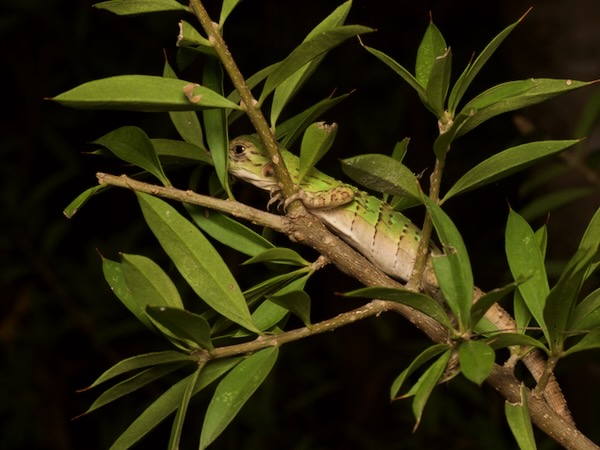 Guatemalan Spiny-tailed Iguana (Ctenosaura palearis)