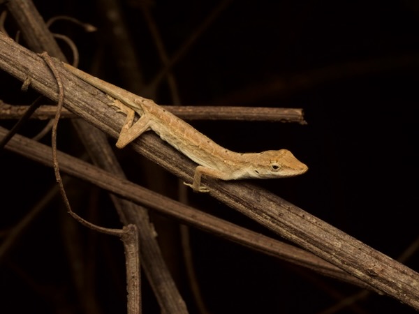 Moist Forest Anole (Anolis unilobatus)