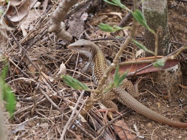 Giant Whiptail (Aspidoscelis motaguae)