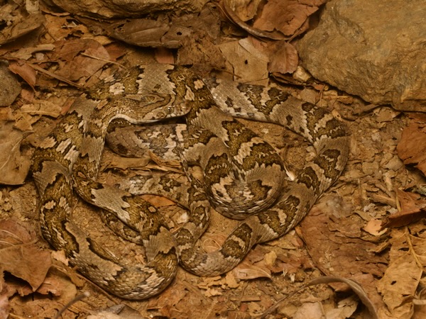 Central American Lyresnake (Trimorphodon quadruplex)