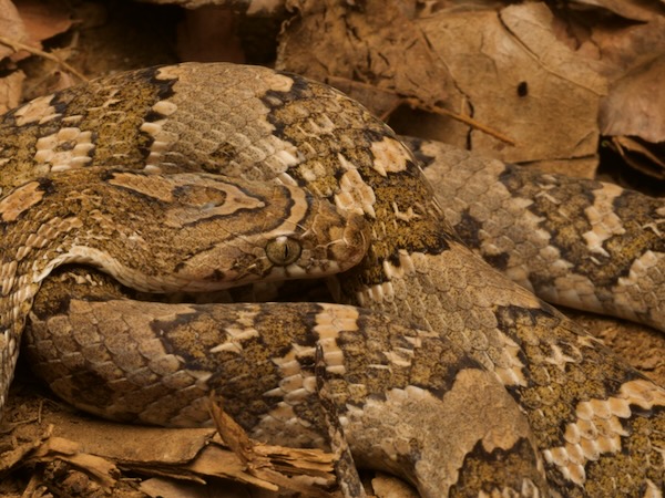 Central American Lyresnake (Trimorphodon quadruplex)