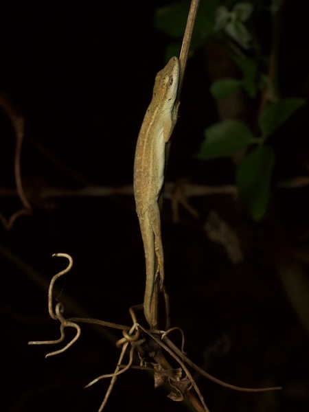 Moist Forest Anole (Anolis unilobatus)