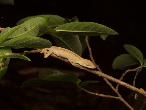 Moist Forest Anole (Anolis unilobatus)