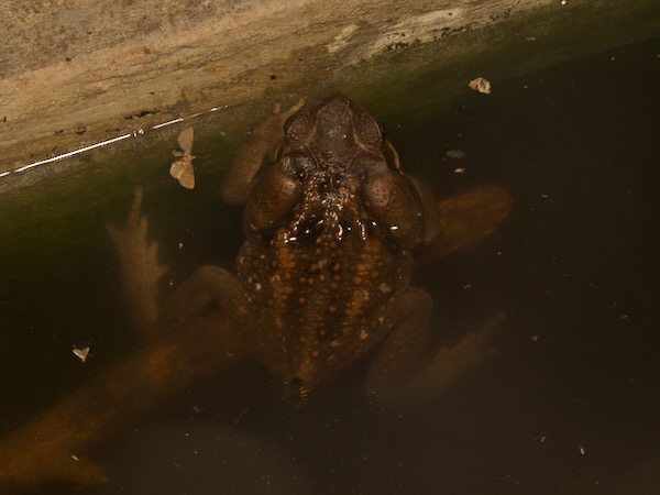 Giant Toad (Rhinella horribilis)