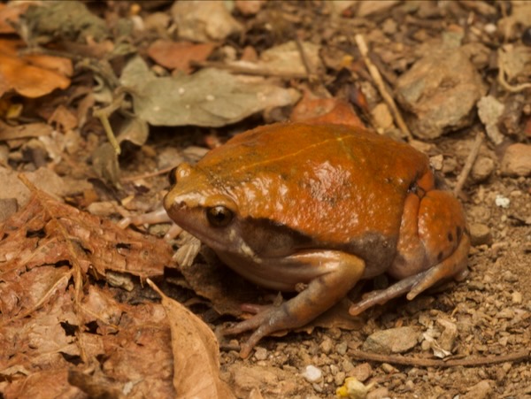 Northern Sheep Frog (Hypopachus variolosus)