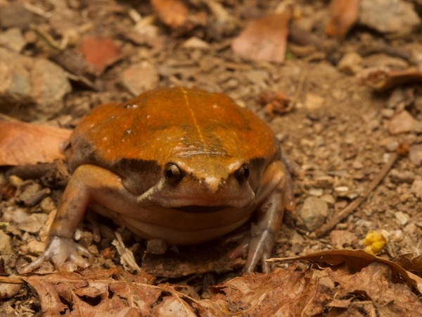 Northern Sheep Frog (Hypopachus variolosus)