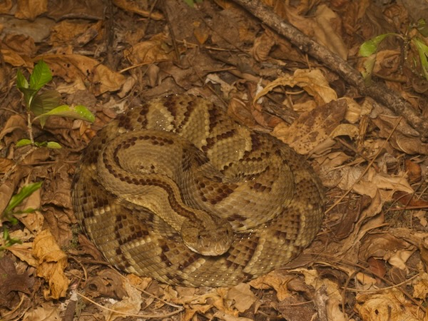 Central American Rattlesnake (Crotalus simus)