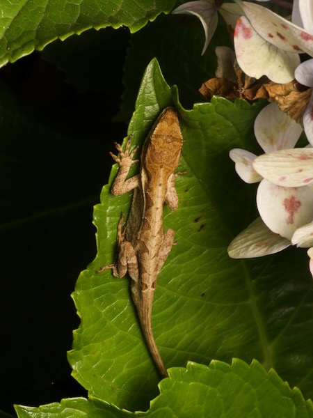 Ornate Anole (Anolis crassulus)
