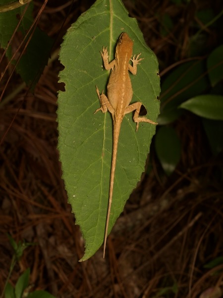 Ornate Anole (Anolis crassulus)
