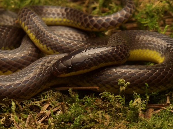 Rosebelly Earth Snake (Geophis rhodogaster)
