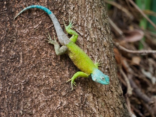 Bocourt’s Emerald Lizard (Sceloporus smaragdinus)