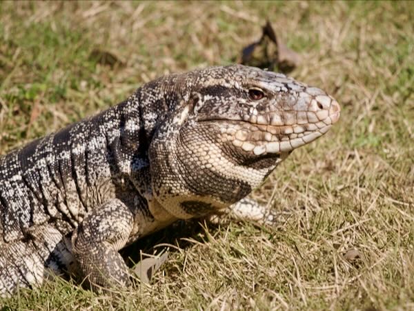 Argentine Giant Tegu (Salvator merianae)