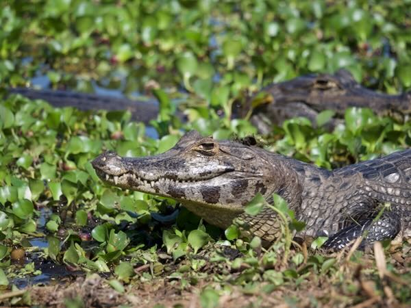 Yacare Caiman (Caiman yacare)
