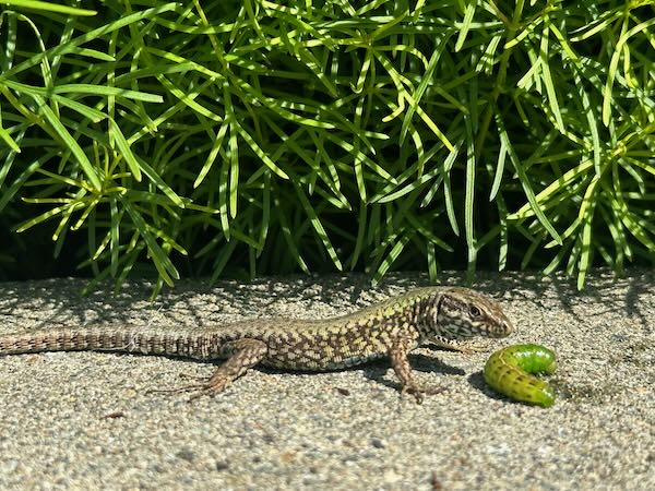Common Wall Lizard (Podarcis muralis)