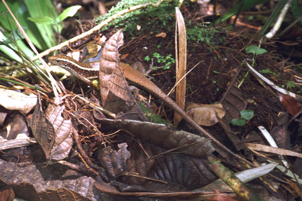 Madagascar Girdled Lizard (Zonosaurus madagascariensis madagascariensis)