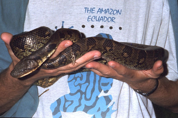 Madagascar Tree Boa (Sanzinia madagascariensis)