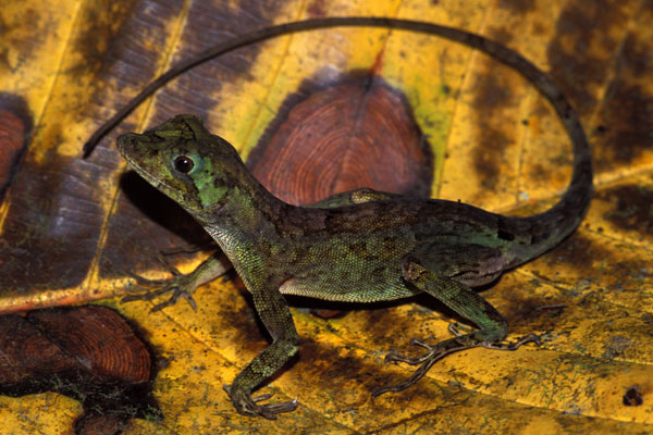 Big-headed Anole (Anolis capito)