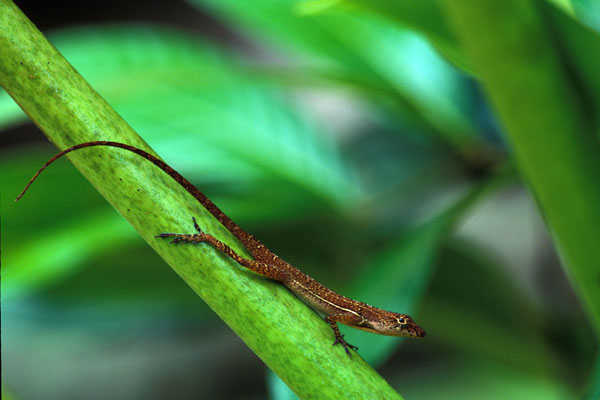 Many-scaled Anole (Anolis polylepis)