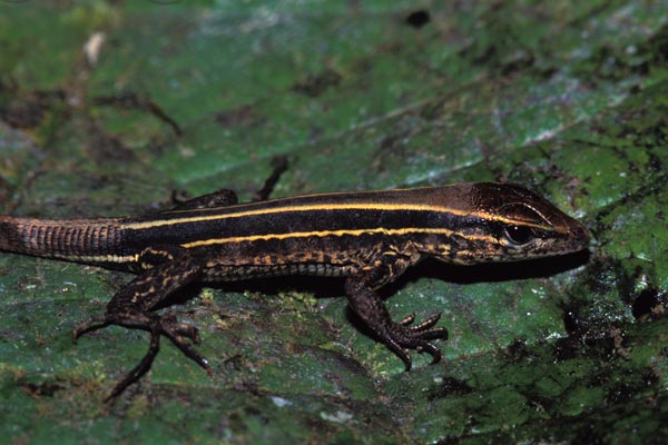 Four-lined Ameiva (Holcosus quadrilineatus)